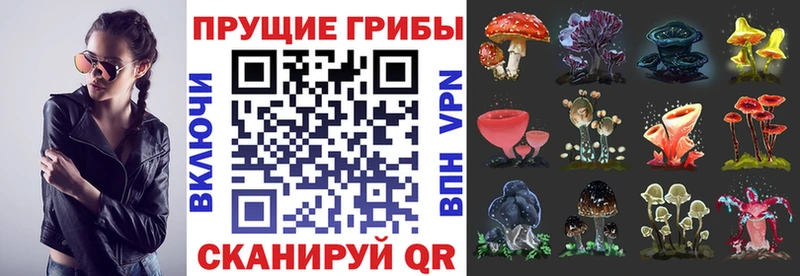 Псилоцибиновые грибы Psilocybine cubensis  Новый Оскол 